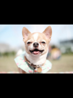 メス犬